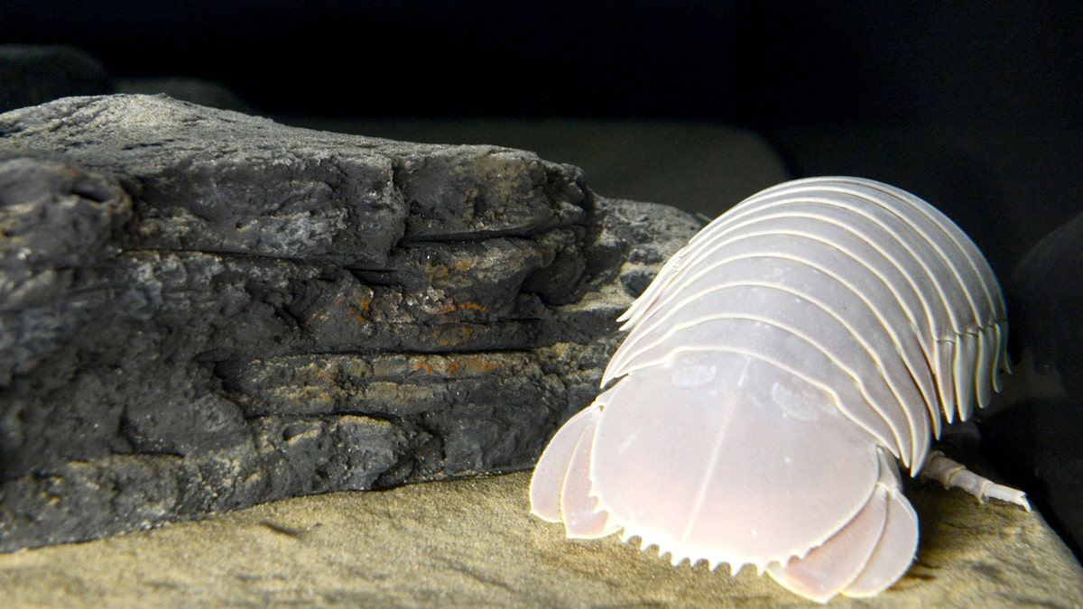 Chilling creatures of the deep blue sea