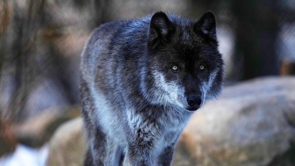 Stebbins, a gray wolf in the exhibit pack at the Minnesota Zoo, walks through their snow-filled enclosure on March 15, 2022 in Apple Valley, Minnesota.