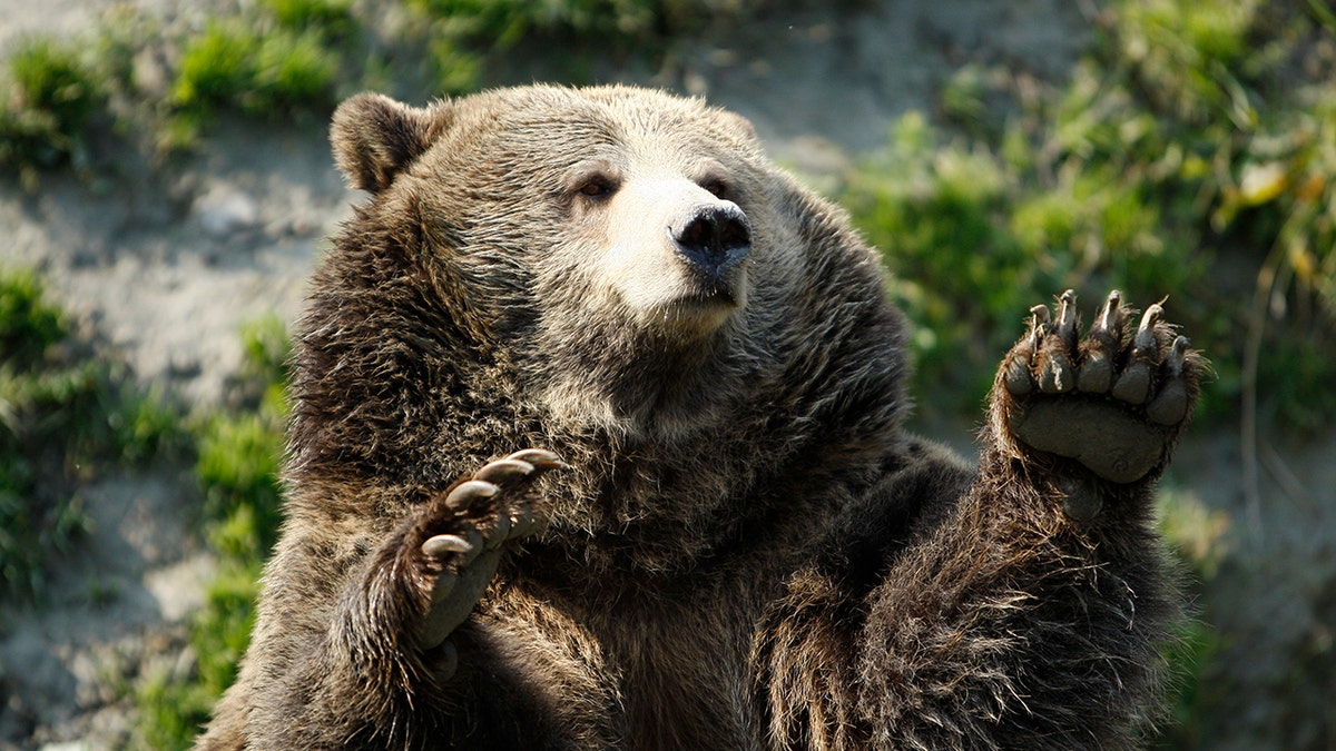 grizzly in Quebec