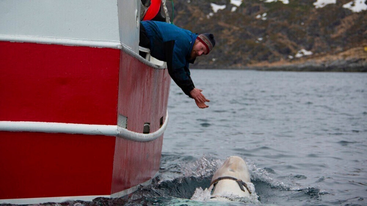 Hvaldimir engaging with a boater