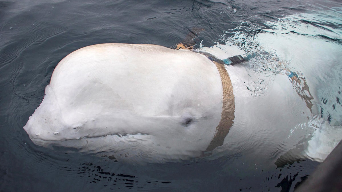 Used to be a cherished whale suspected of being a Russian ‘secret agent’ killed in Norway?