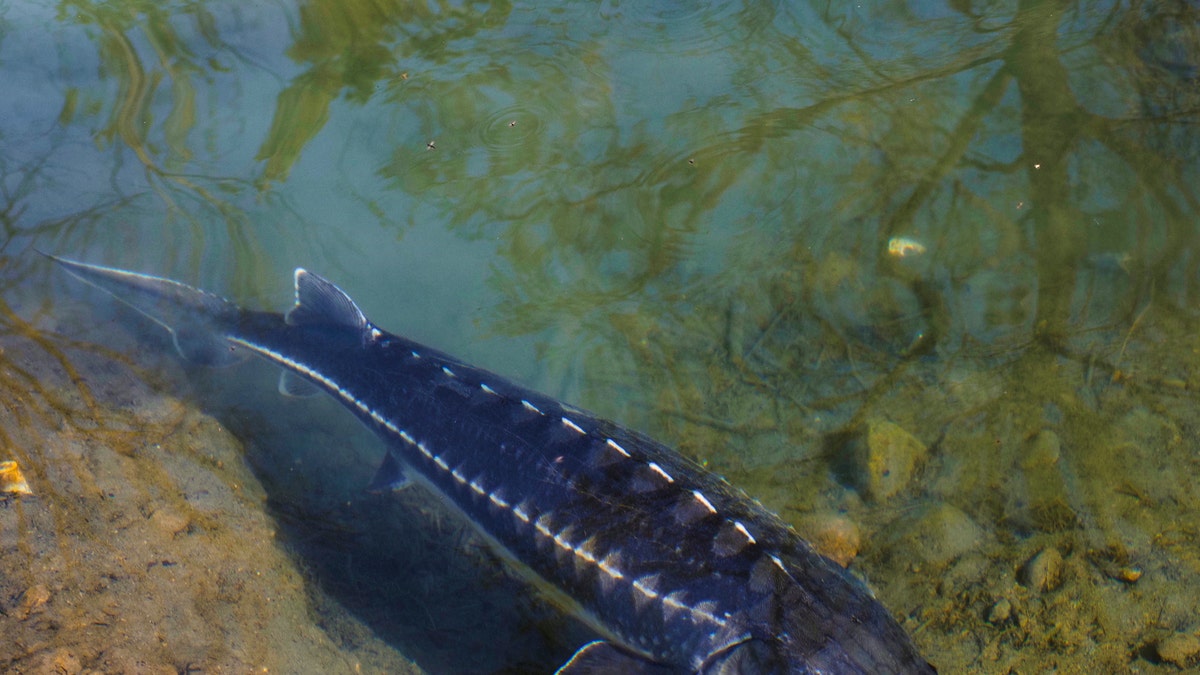 sturgeon fish found in Connecticut