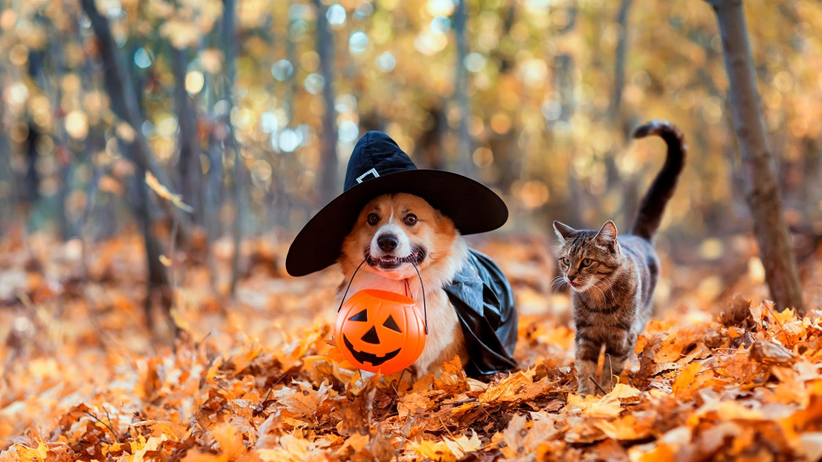 Find cute costumes for your cat or dog this Halloween. 