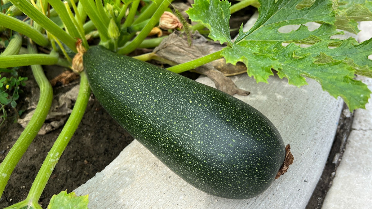 Calabacines grandes en el huerto 