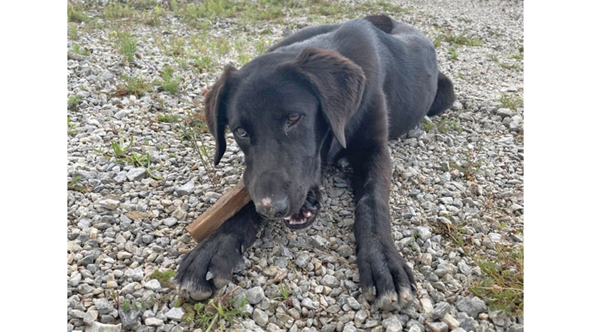 mia masticando un hueso