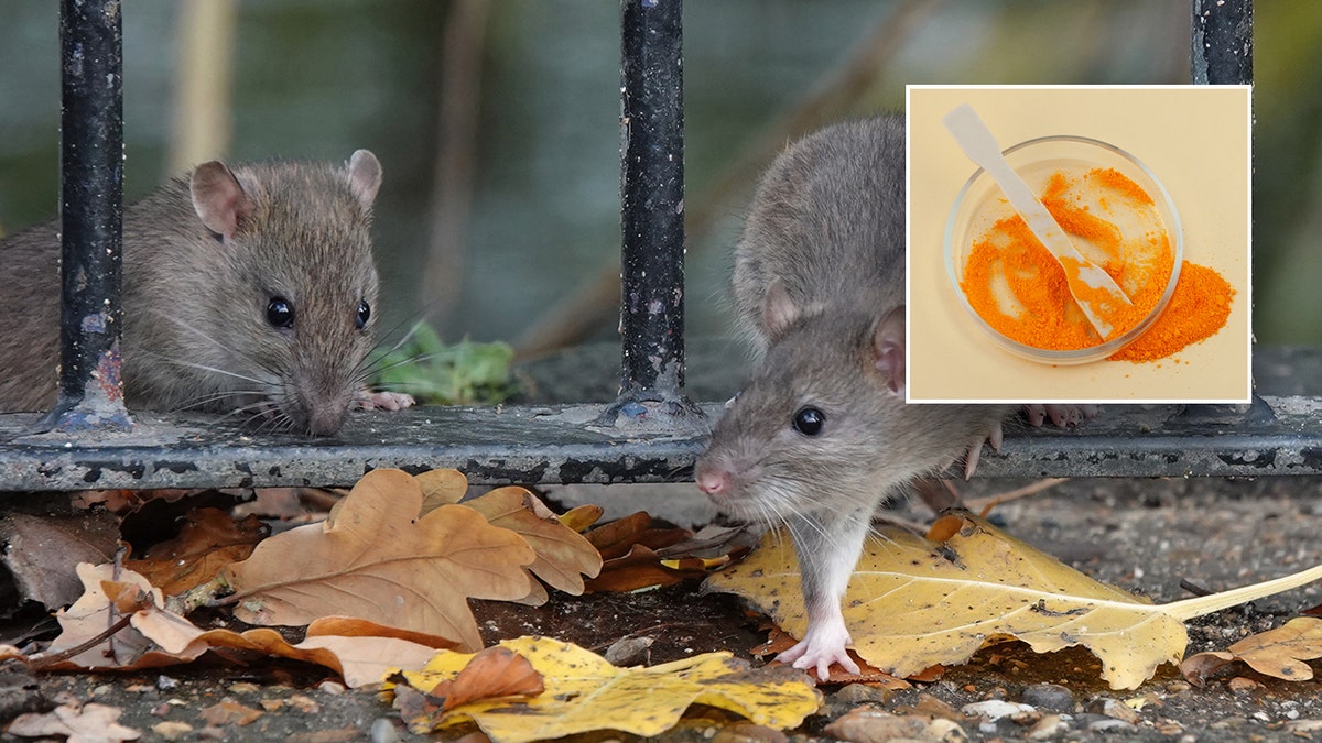 foxnews.com - Christine Rousselle - Ingredient found in Doritos turns mouse's skin transparent, may have medical applications