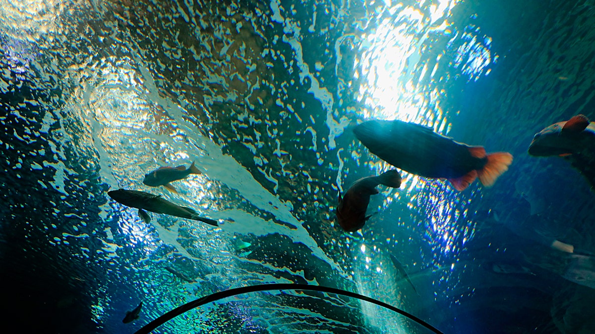 Tanque del Acuario de la Costa de Oregón 