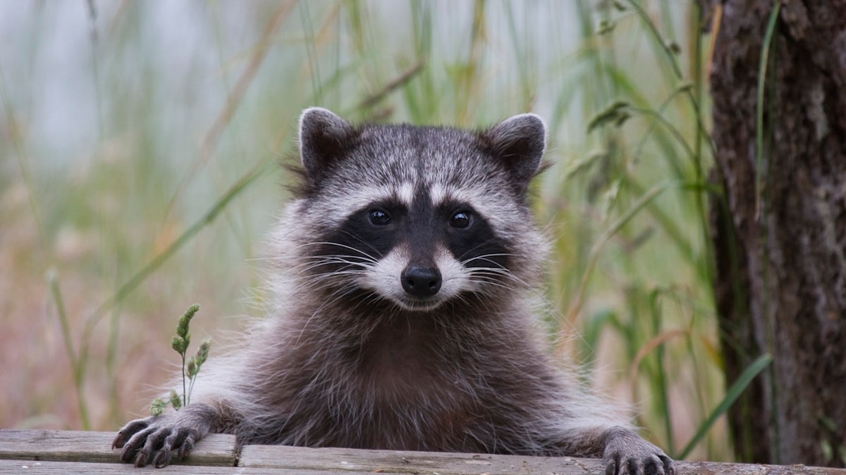 Raccoon roundworm infections reported in Los Angeles County, well being officers warn