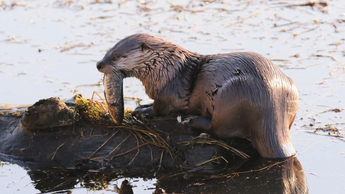 RIVER OTTER