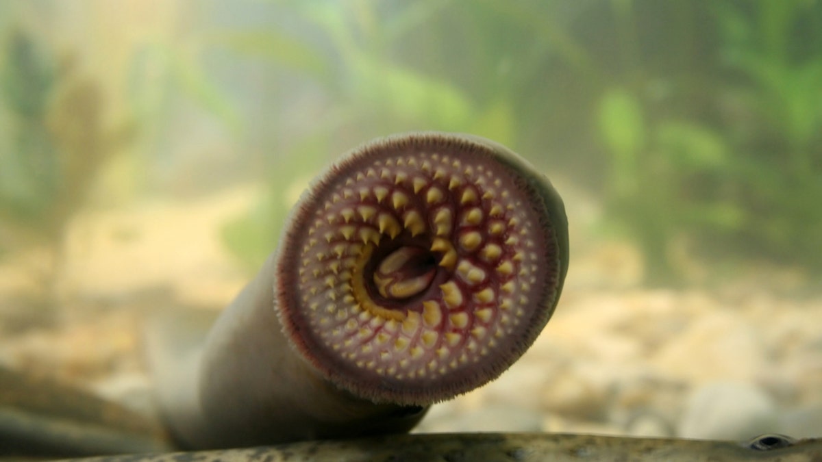 Lamprey laut