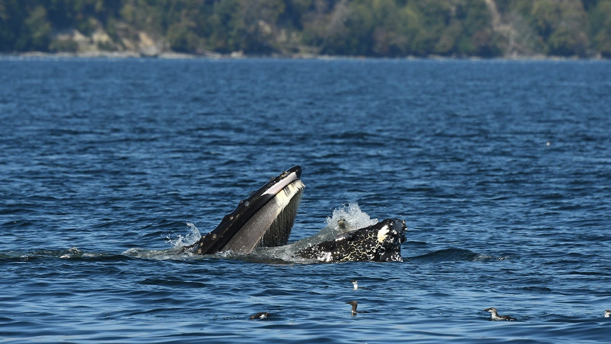 SEE IT: Humpback whale, named Zillion, scoops up seal in rare photo ...