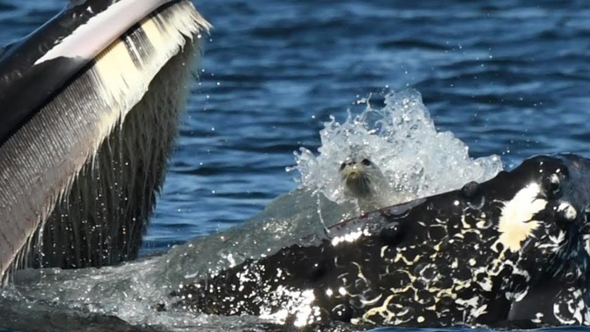 Ballena jorobada y foca