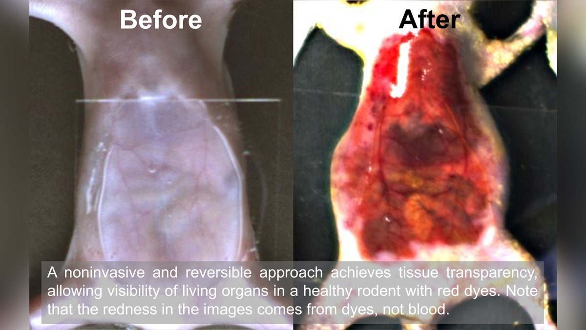 Uma imagem de um rato fornecida pela Universidade de Stanford mostrando como o corante faz o rato parecer transparente.