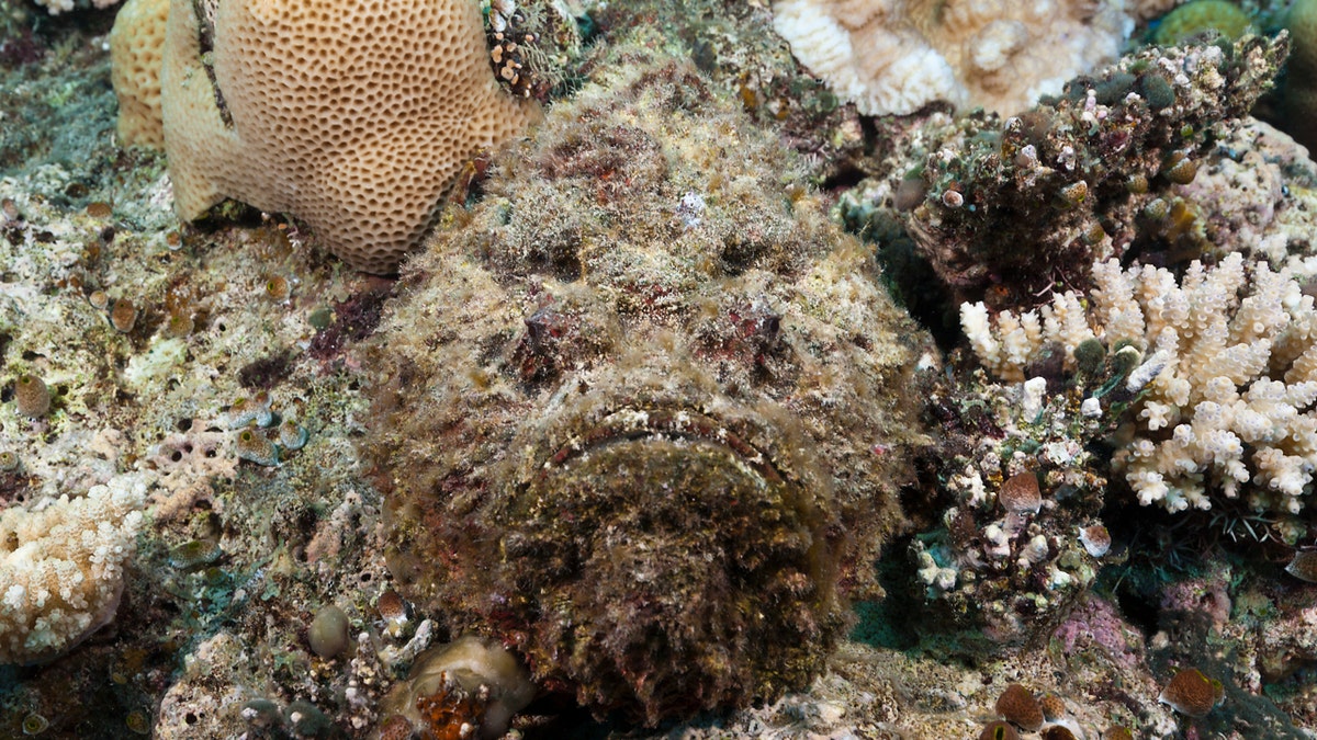 Stonefish