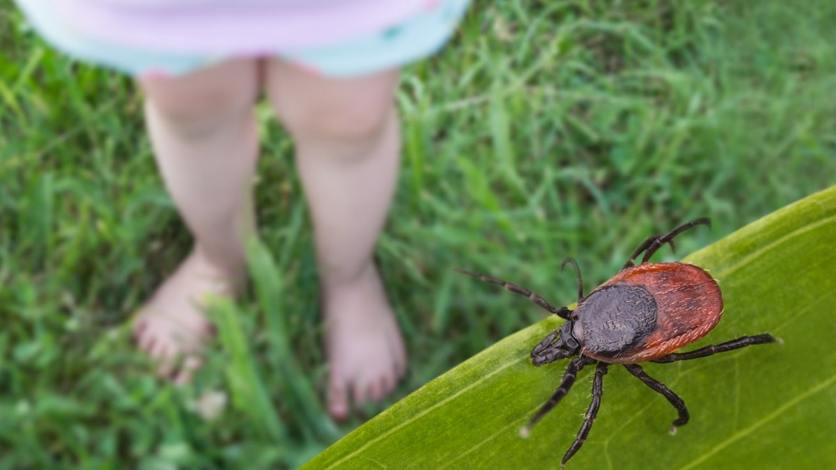 Tick-borne ‘Wetland virus,’ newly came upon in China, may reason harm to mind, researchers say