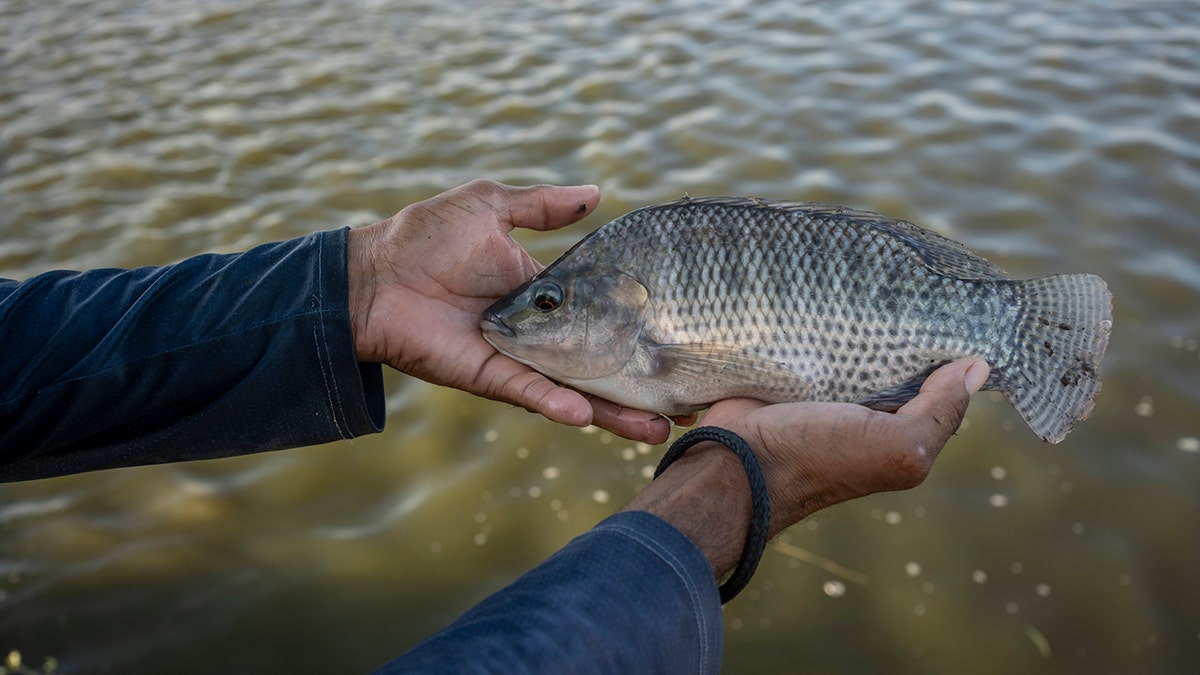 Tilapia fish