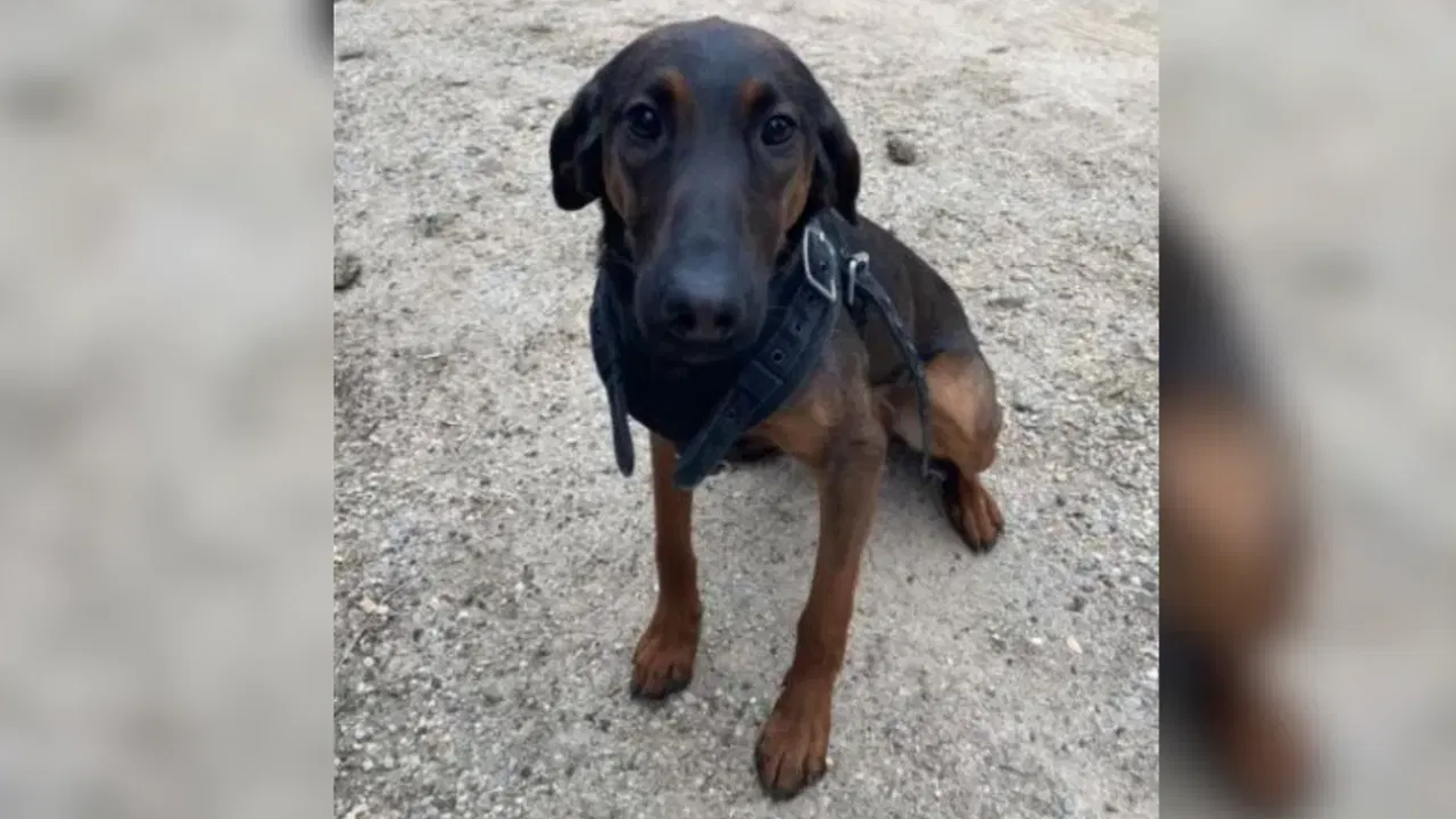 Heartbreaking Farewell: K-9 Indy's Last Shift Filled with Emotion