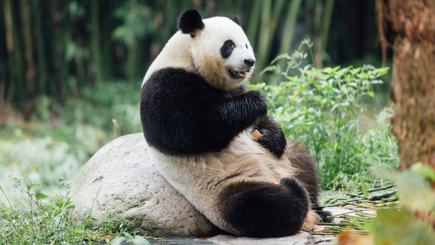 Hong Kong Welcomes New Giant Panda Pair to Boost Tourism