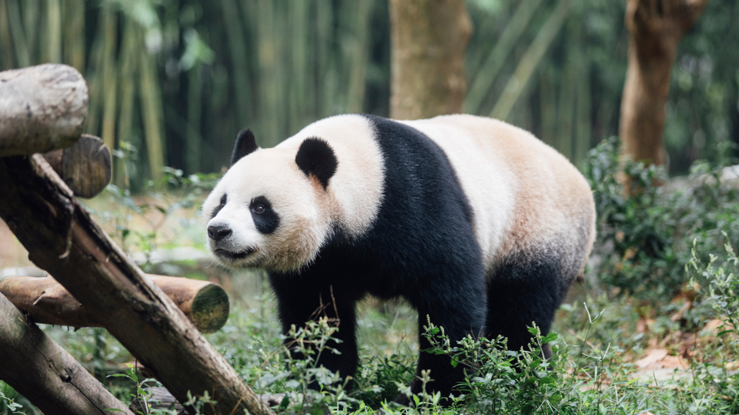 Hong Kong Welcomes New Giant Panda Pair to Boost Tourism