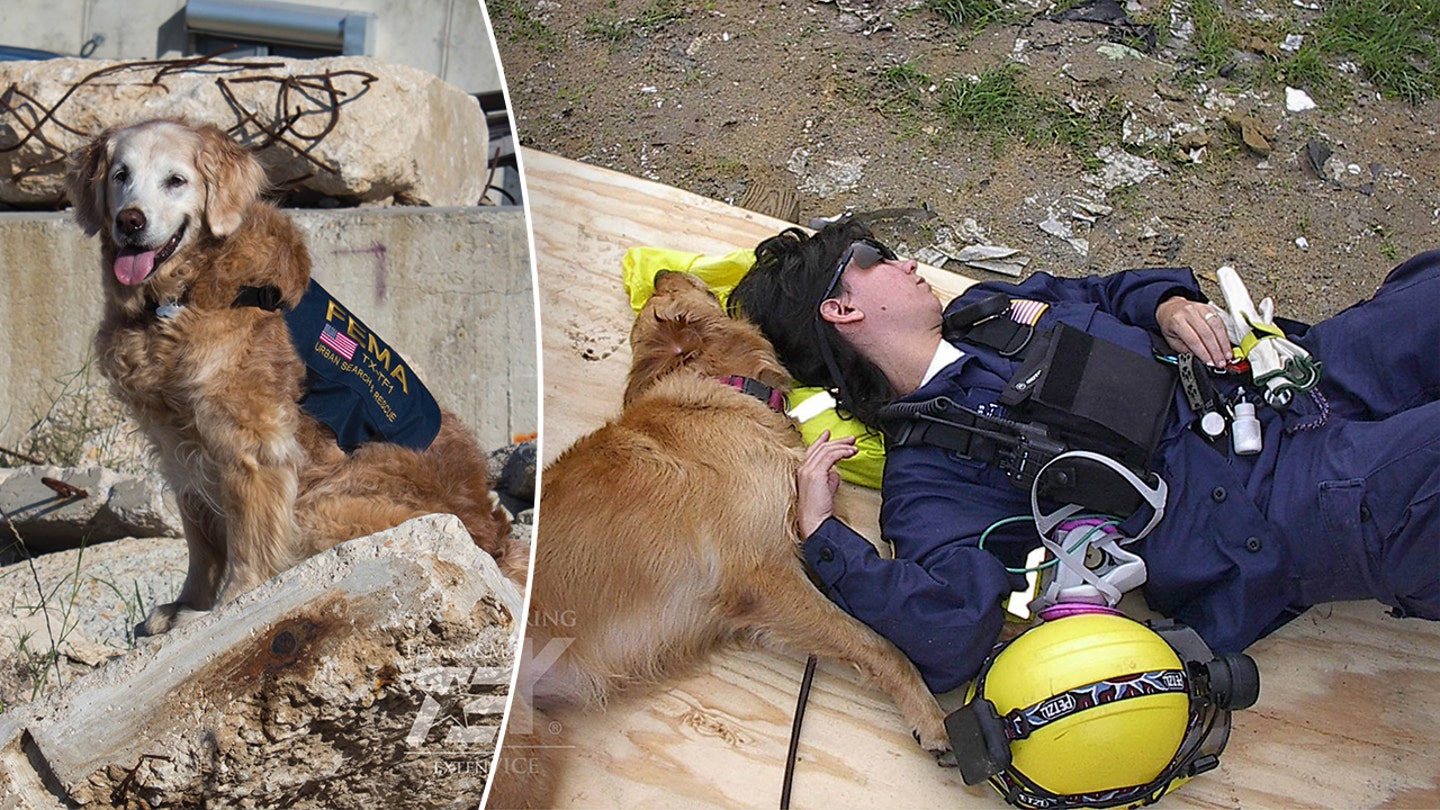 The Unforgettable Bond: How a Blind Man and His Guide Dog Escaped the Twin Towers on 9/11