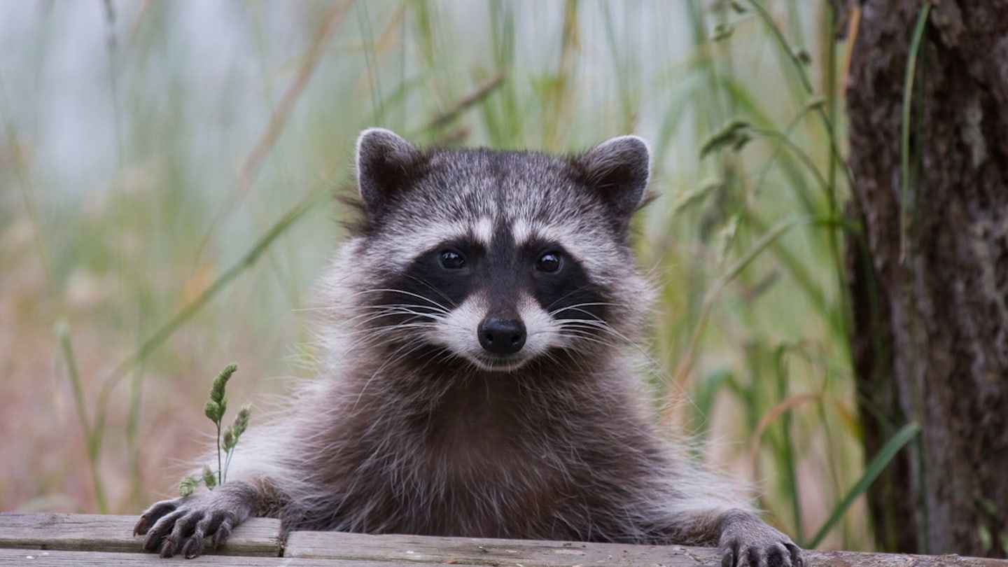 raccoon fence