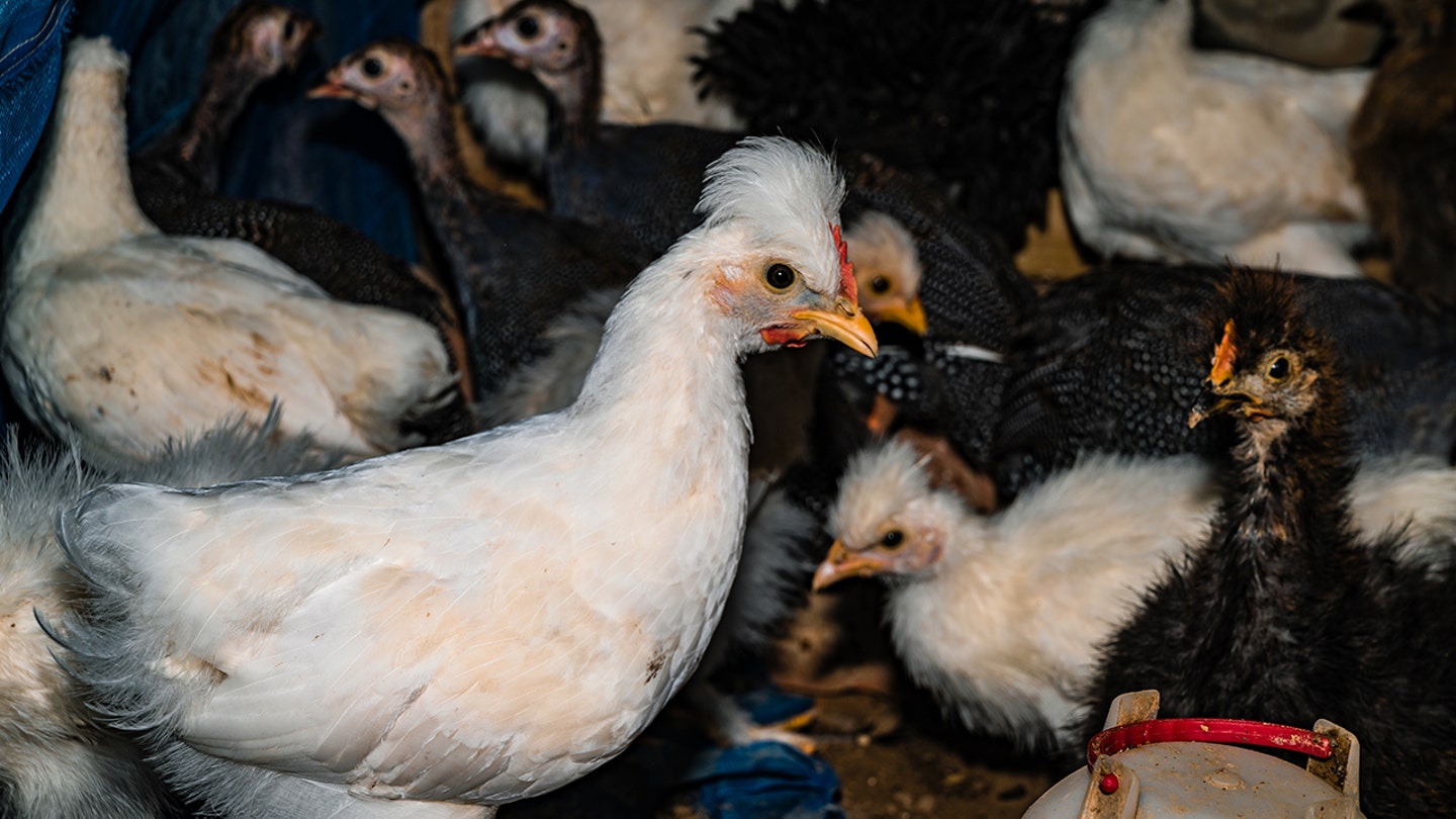 Australian Man Pleads Guilty to Aggravated Animal Cruelty for Tossing Chicken into Alligator Pen