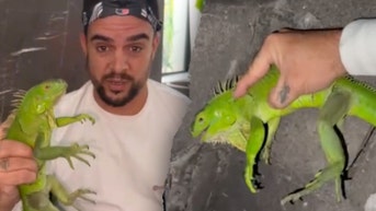 Invasive green iguana removed from fireplace in Florida home - Fox News