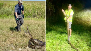 El desafío anual de las pitones de Florida elimina casi 200 serpientes invasoras del estado