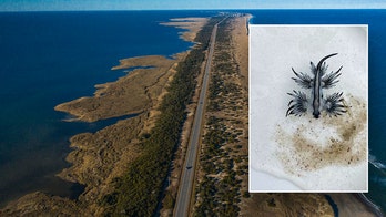 Criaturas venenosas aparecen en populares playas de Carolina del Norte