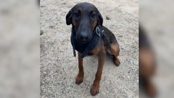 Heartbreaking Farewell: K-9 Indy's Last Shift Filled with Emotion