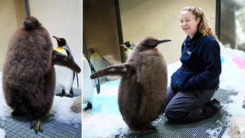 Conoce a Pesto, el bebé pingüino de 49 libras que se está haciendo viral en Internet