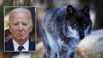 Biden admin moves to reinstate Trump-era rule, delist gray wolves from endangered species list