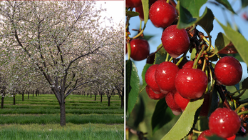 The cherry could be this state's official fruit if new bill passes