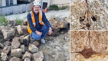 Fósiles de hace 9 millones de años desenterrados durante las obras del instituto