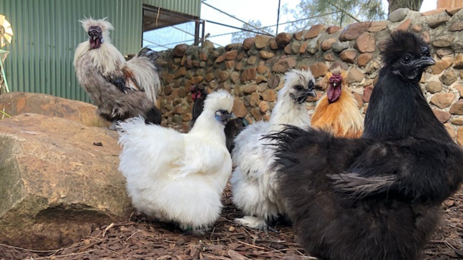 Pollo llamado "Betty White" en Australia