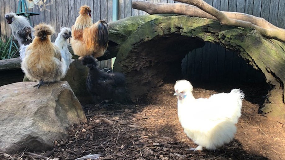 Pollo llamado "Betty White" en Australia