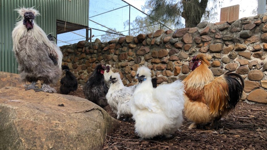 Pollo llamado "Betty White" en Australia