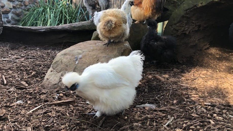 Pollo llamado "Betty White" en Australia