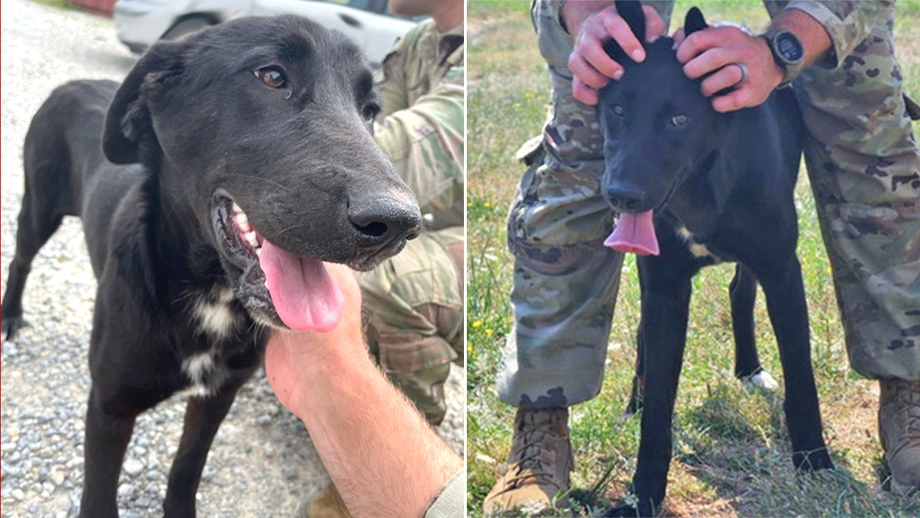 Deployed soldier pleads for rescue of puppy found overseas