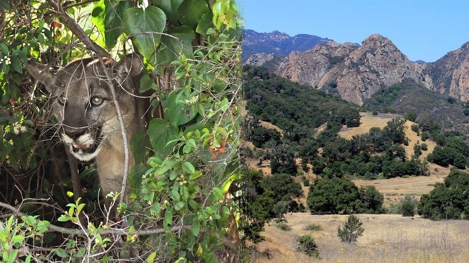 Mountain lion attacks 5-year-old picnicking with family at Southern California park