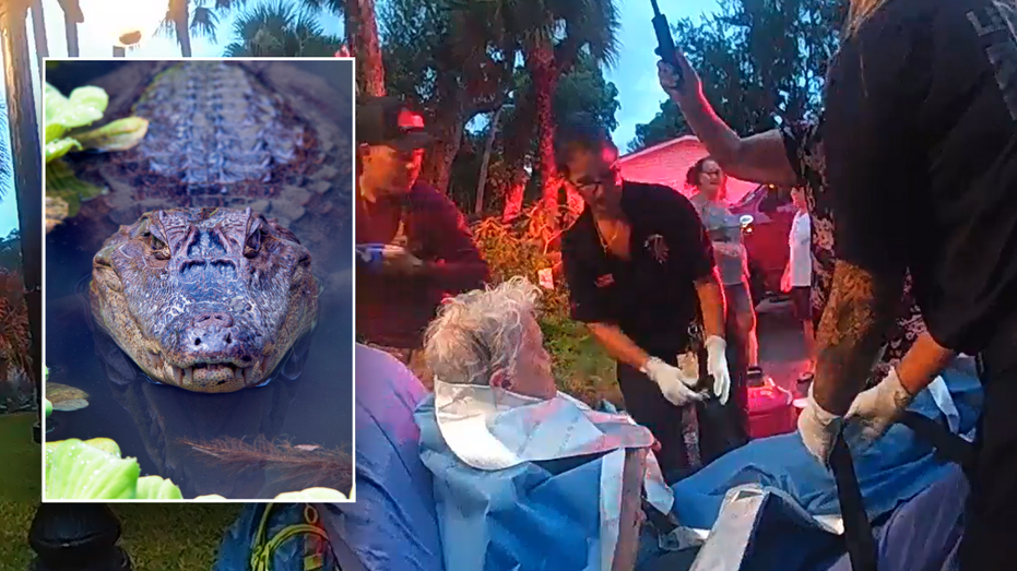 84-year-old Florida woman punches alligator in the face during grisly encounter: ‘Like a torpedo’