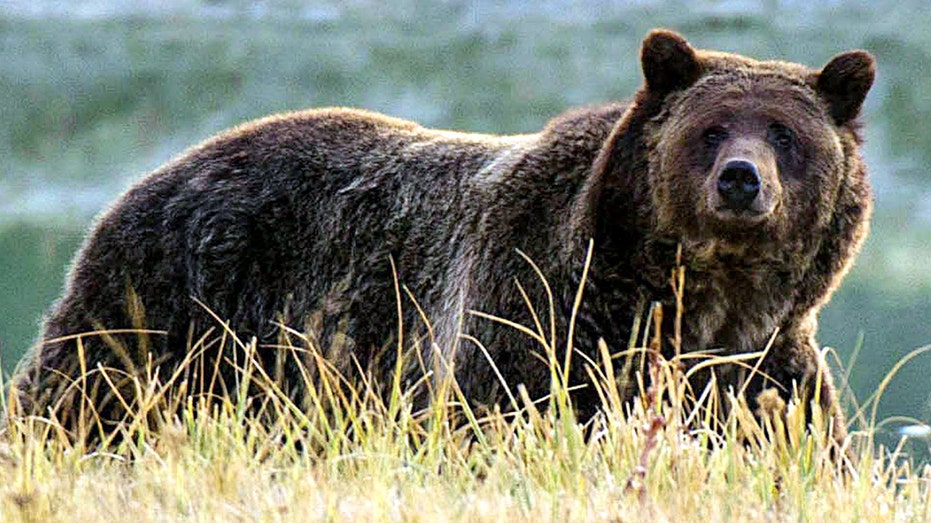 Idaho grizzly bear attacks hunter in ‘surprise encounter’