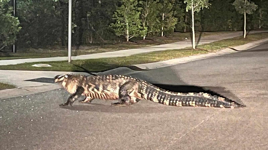 SEE IT: Massive ‘king of the neighborhood’ gator strolls across the road