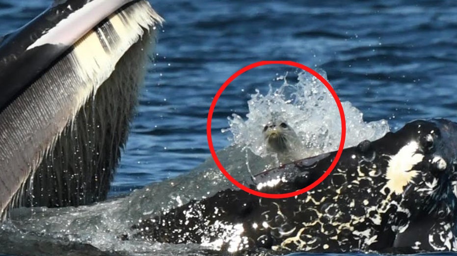 SEE IT: Humpback whale, named Zillion, scoops up seal in rare photo