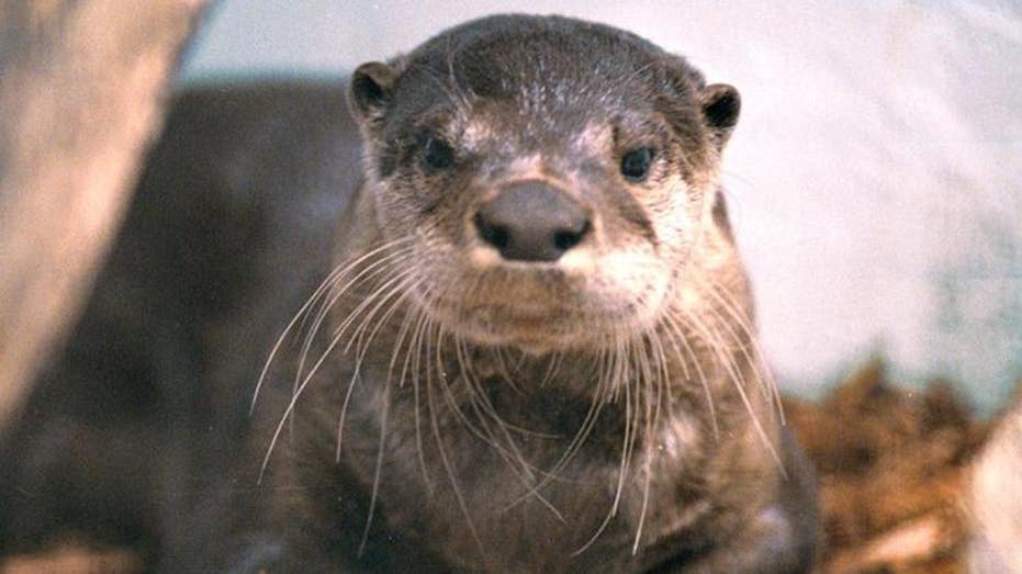 River otter drags young Washington state child underwater, attacks mother: officials