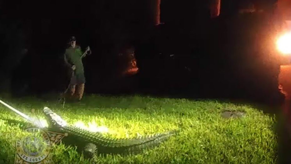 Florida officials caught on camera wrangling 8-foot alligator lurking around front yard of home thumbnail