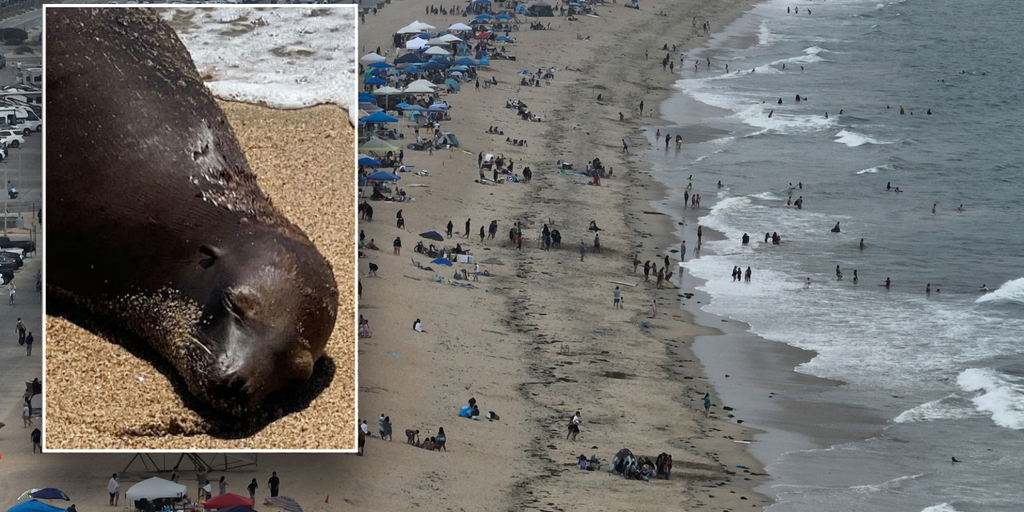 California sea lion dies after being shot; police hunt for gunman