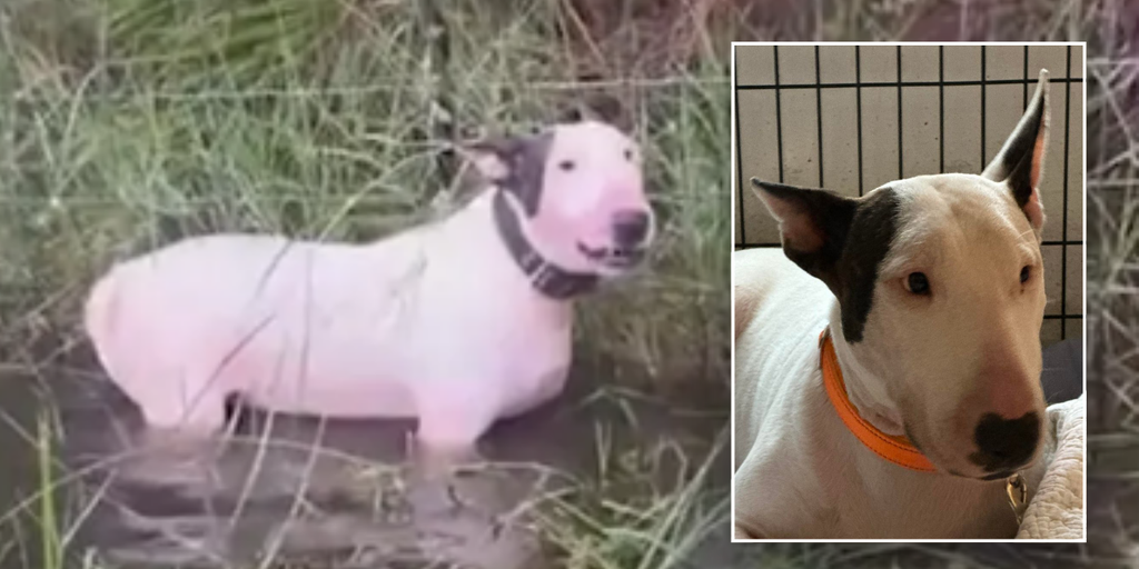 Abandoned dog left tied to fence before Hurricane Milton now 'safe and sound' with new name