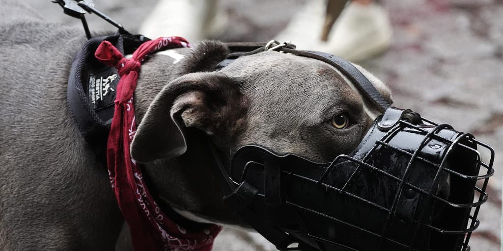 Texas babysitter's dogs attack toddler and teenager left alone in her care: Sheriff