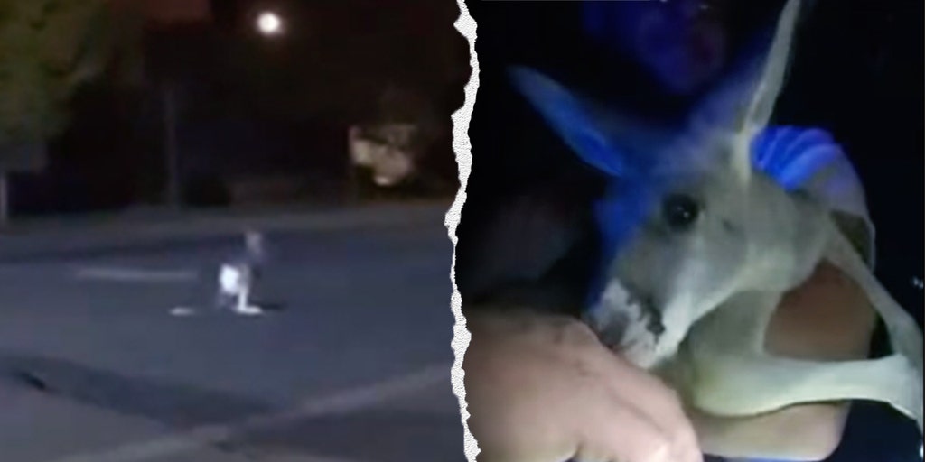 Pet kangaroo escapes: Furry fugitive leads police on street chase caught on camera: 'A Durangaroo!'